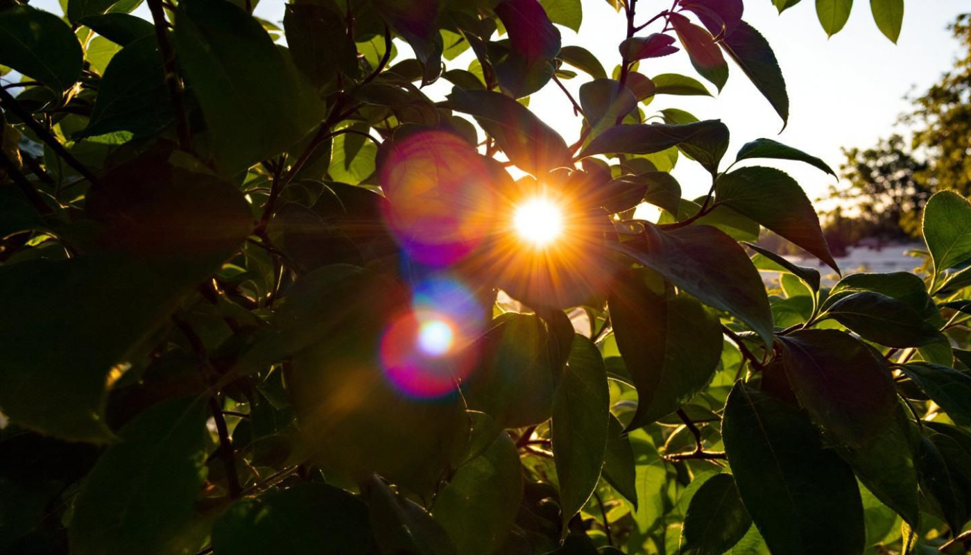 Comprendre le rôle du sun actif dans notre quotidien