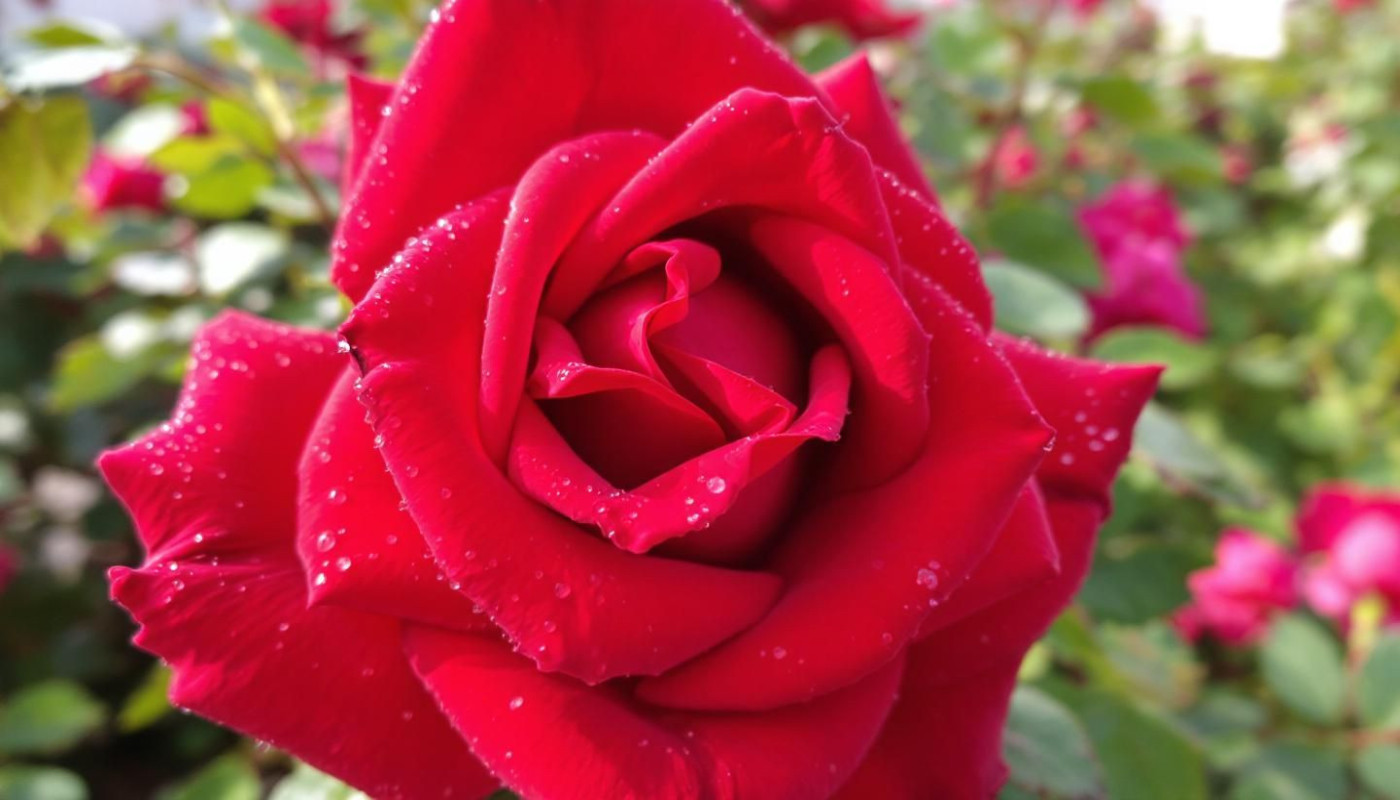La rose 77 : tout savoir sur cette variété unique et son histoire
